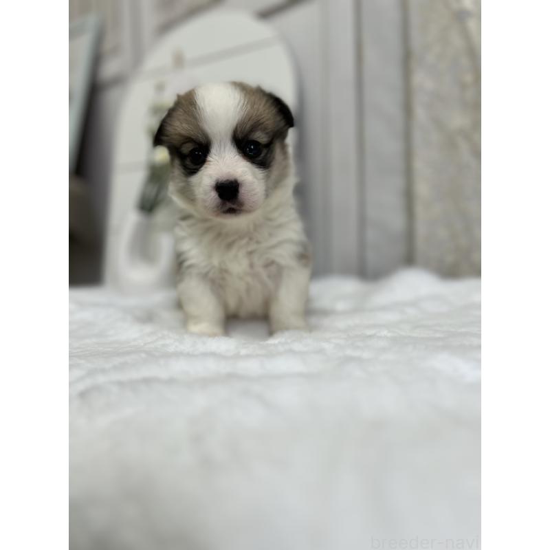 販売中の愛媛県のウェルシュコーギーペンブローク-441635の7枚目