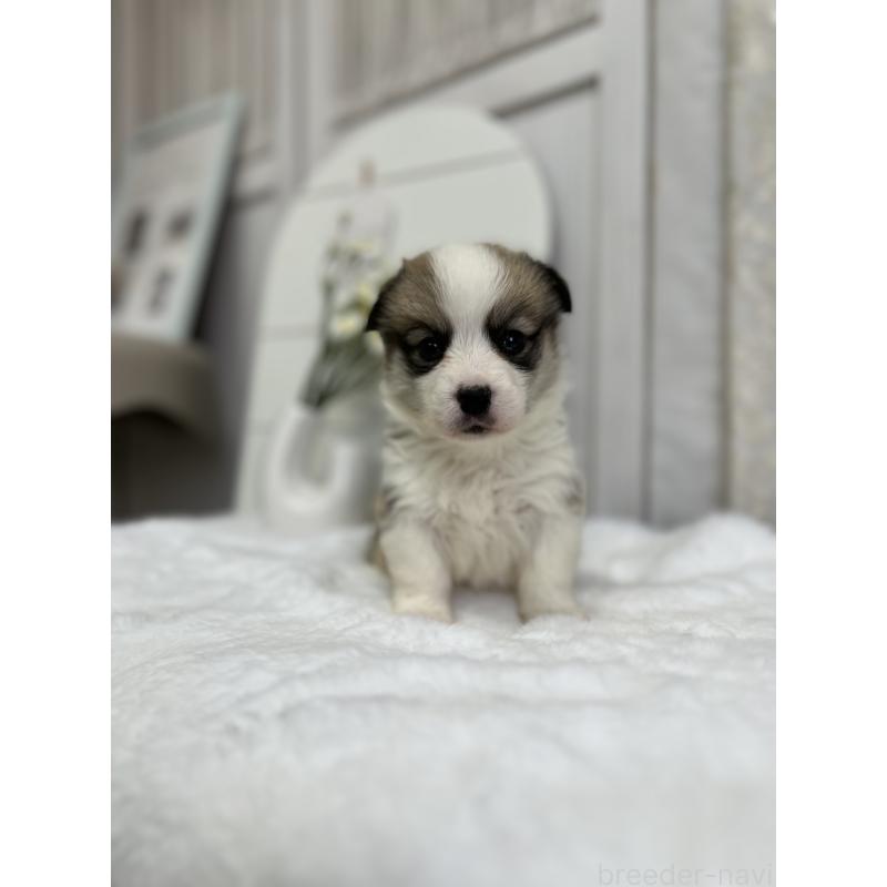 販売中の愛媛県のウェルシュコーギーペンブローク-441635の6枚目