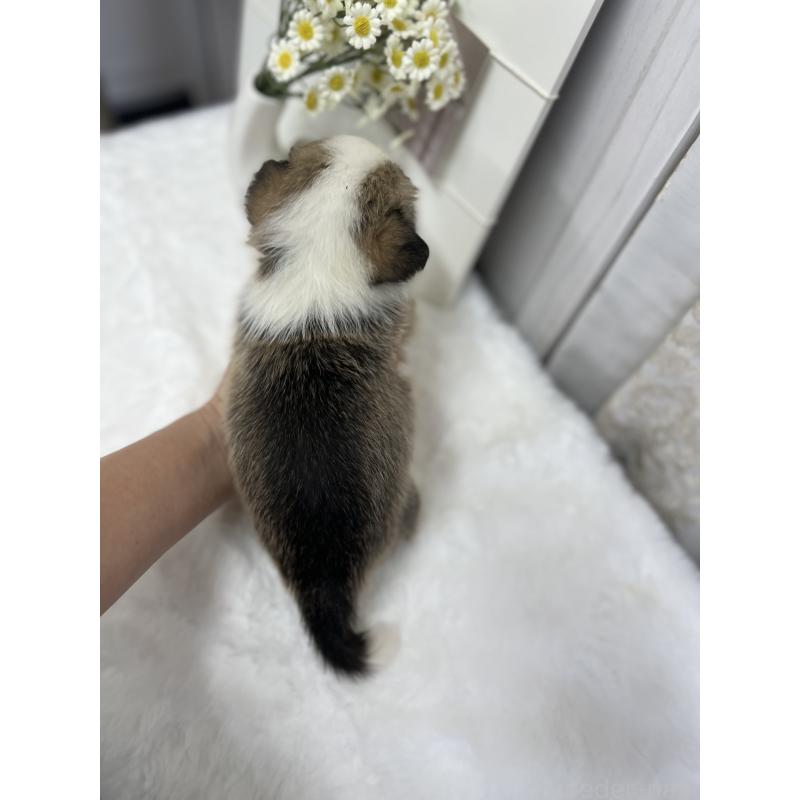 販売中の愛媛県のウェルシュコーギーペンブローク-441635の5枚目