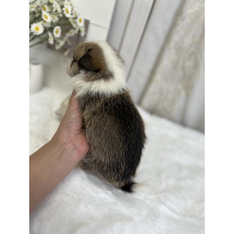 販売中の愛媛県のウェルシュコーギーペンブローク-441635の3枚目