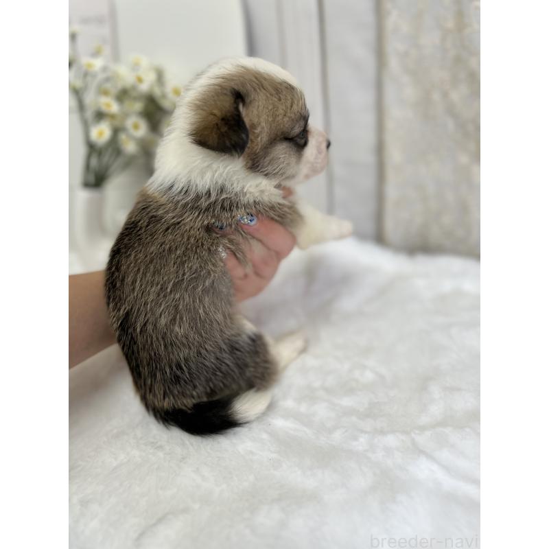 販売中の愛媛県のウェルシュコーギーペンブローク-441635の2枚目