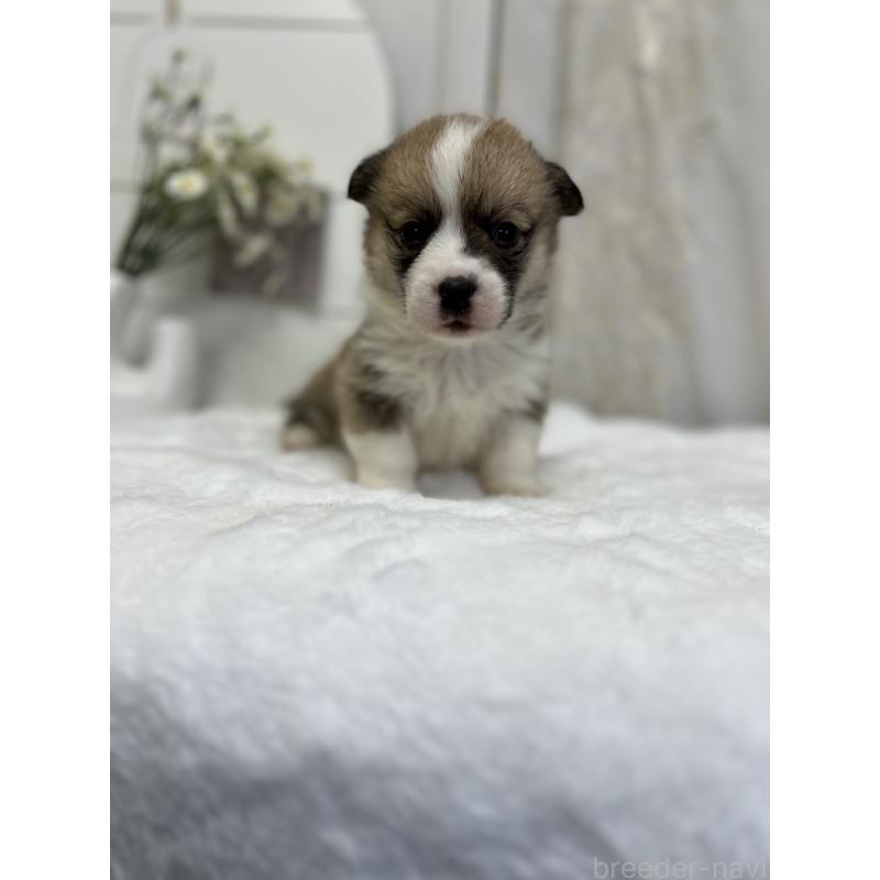 販売中の愛媛県のウェルシュコーギーペンブローク-441636の9枚目