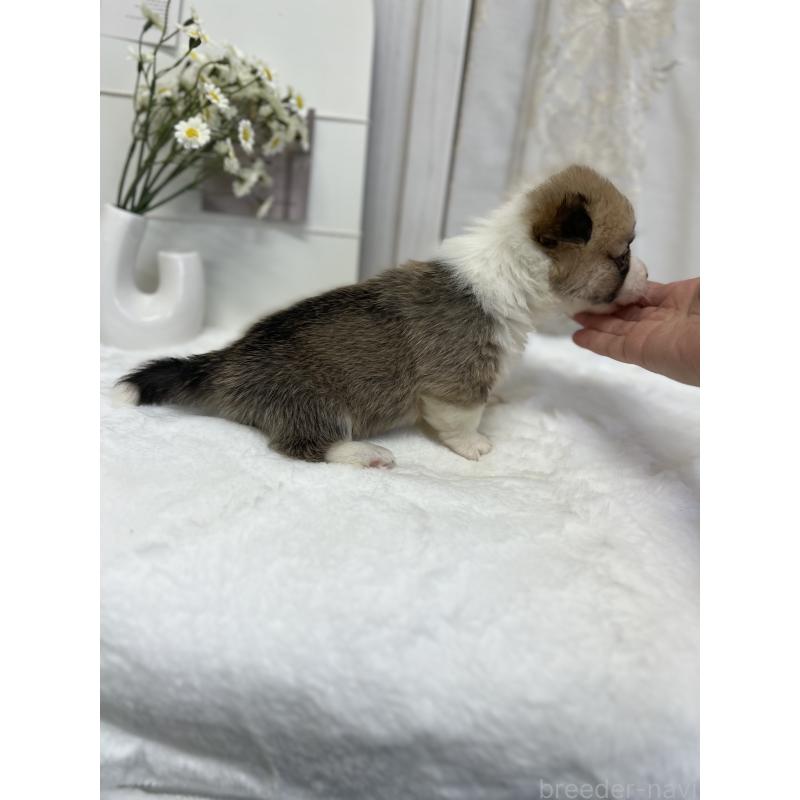 販売中の愛媛県のウェルシュコーギーペンブローク-441636の8枚目