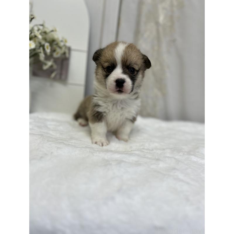 販売中の愛媛県のウェルシュコーギーペンブローク-441636の6枚目