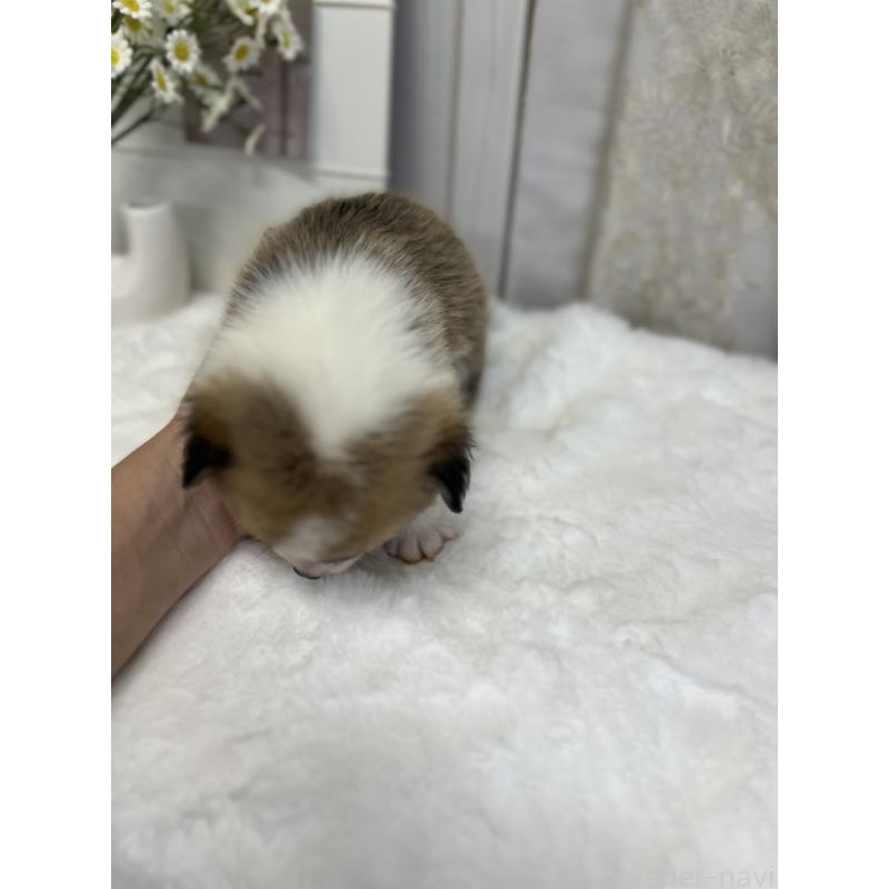 販売中の愛媛県のウェルシュコーギーペンブローク-441636の5枚目