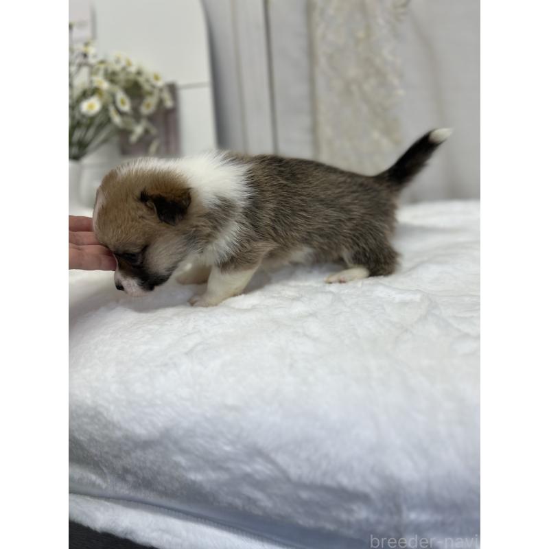 販売中の愛媛県のウェルシュコーギーペンブローク-441636の2枚目