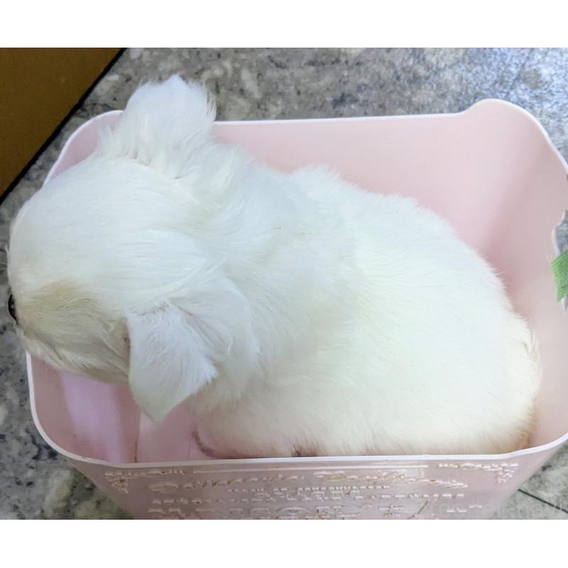 成約済の福井県のチワワ(ロングコート)-439105の6枚目