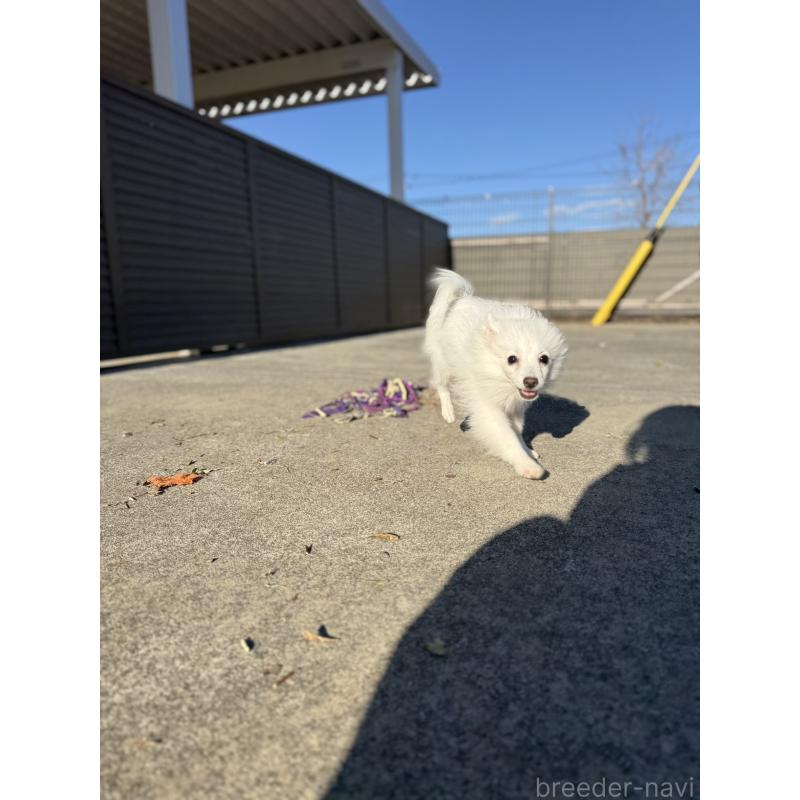 販売中の静岡県の日本スピッツ-425871の6枚目