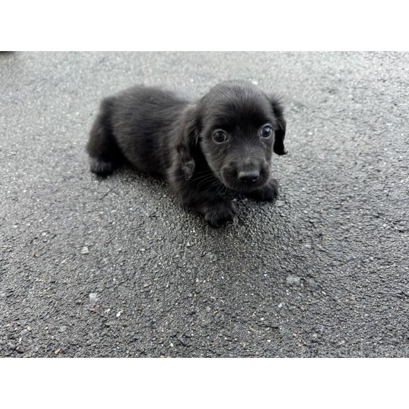 成約済の福岡県のミニチュアダックスフンド(ロングヘアード)-438917の4枚目