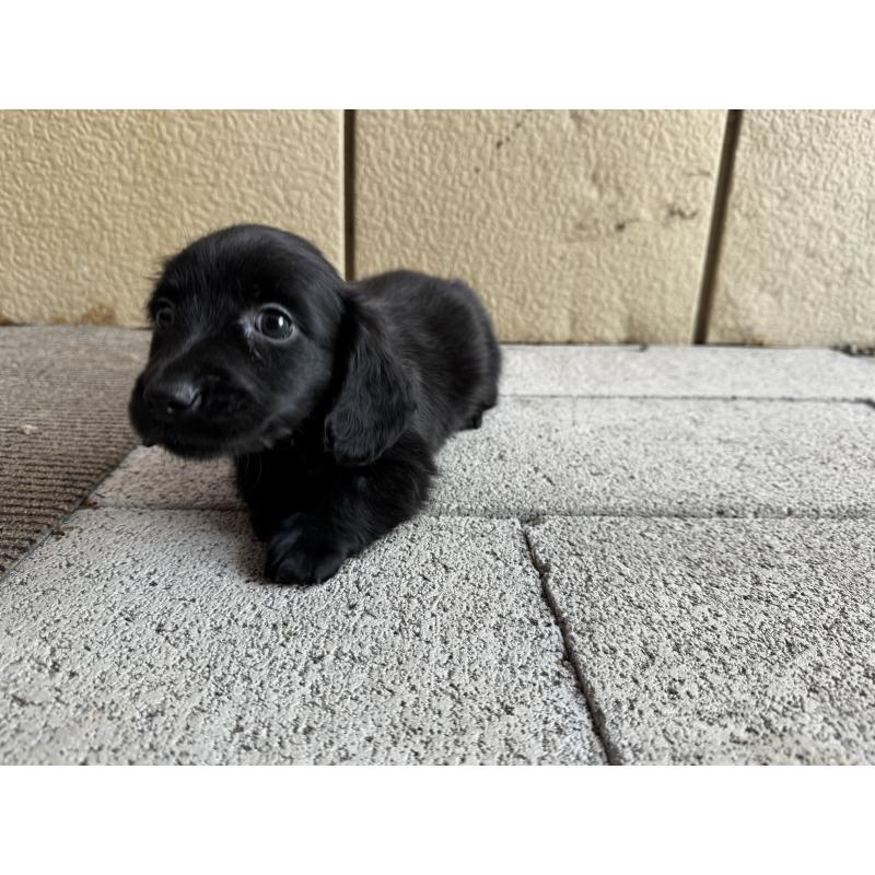 成約済の福岡県のミニチュアダックスフンド(ロングヘアード)-438917の3枚目