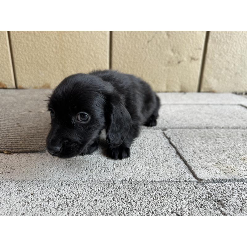 成約済の福岡県のミニチュアダックスフンド(ロングヘアード)-438917の2枚目