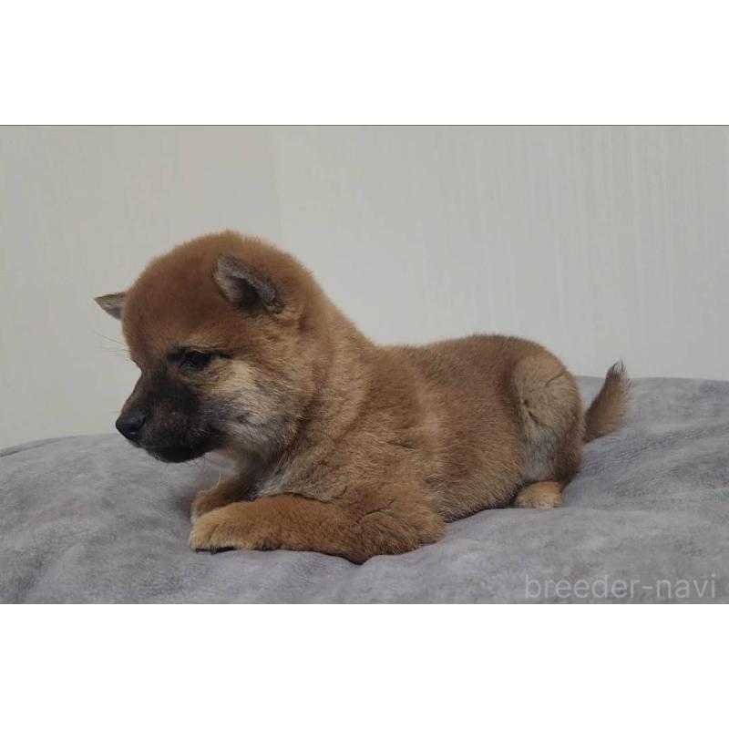 商談中の熊本県の豆柴-432083の2枚目