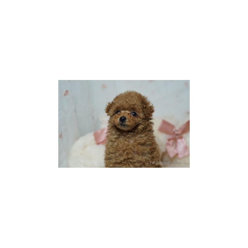 販売中の兵庫県のタイニープードル-441478の6枚目