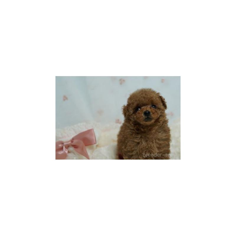 販売中の兵庫県のタイニープードル-441478の3枚目