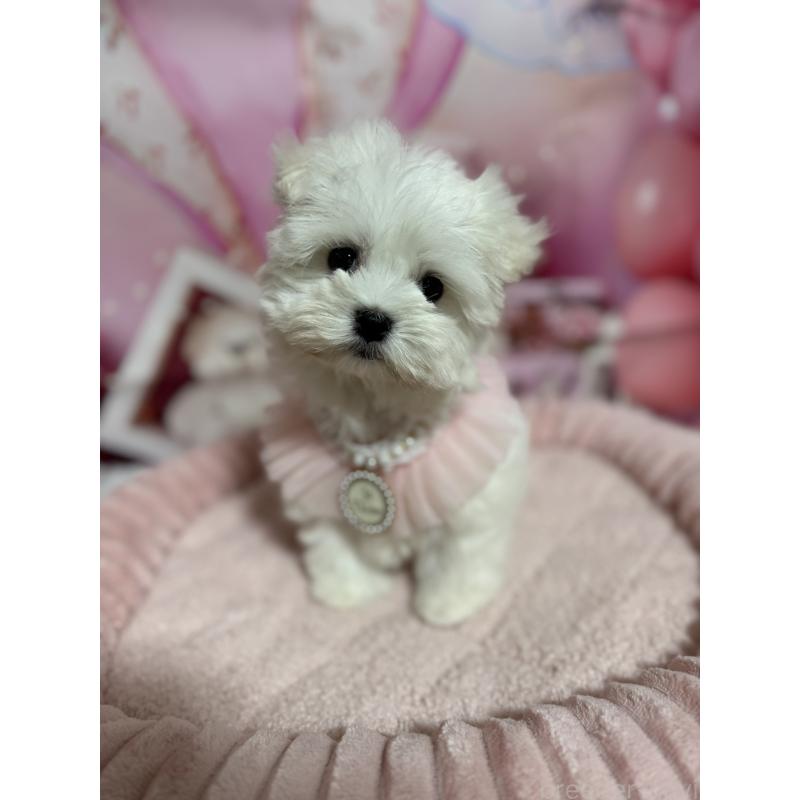 販売中の埼玉県のマルチーズ-427172の3枚目