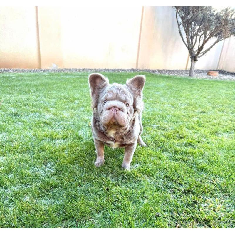 ベッカムくん1枚目