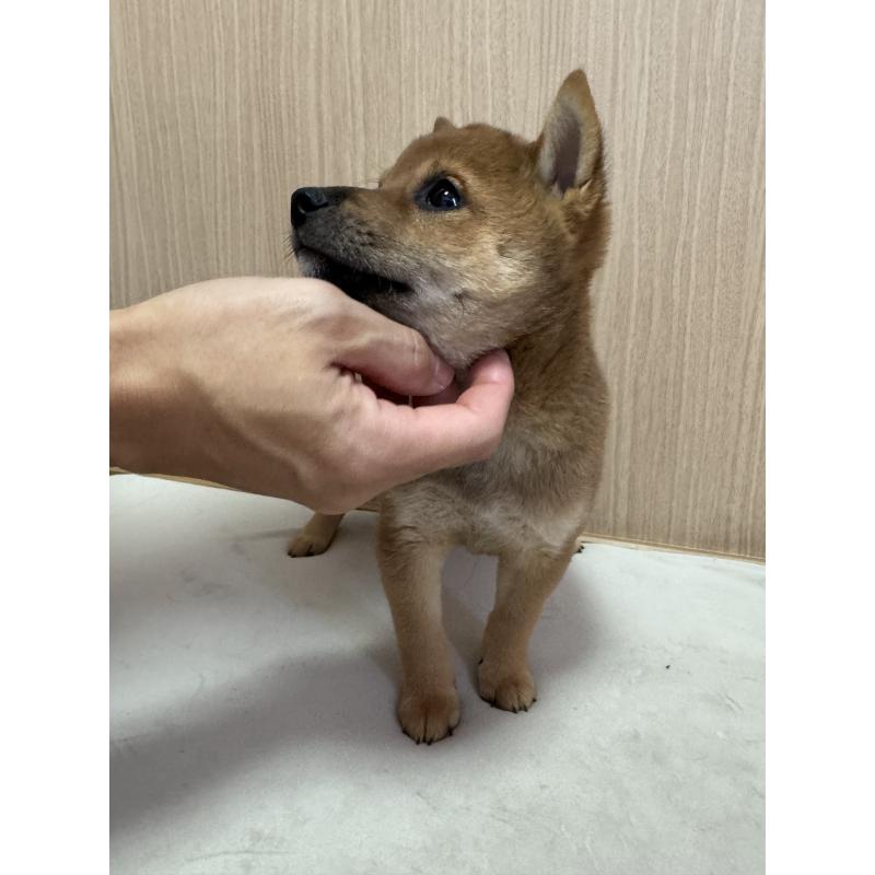 販売中の東京都の豆柴-433217の8枚目