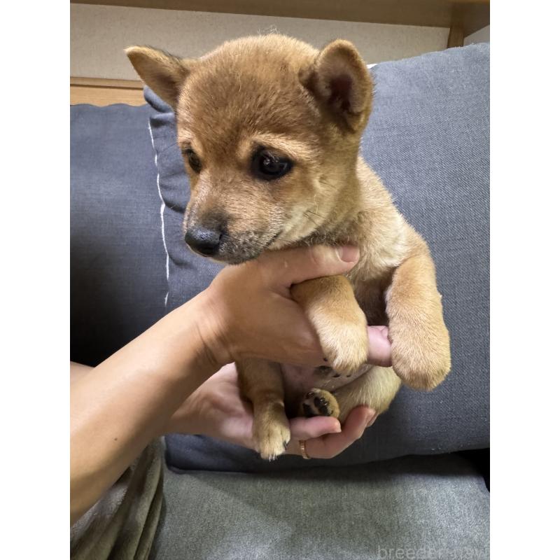 販売中の東京都の豆柴-433217の7枚目