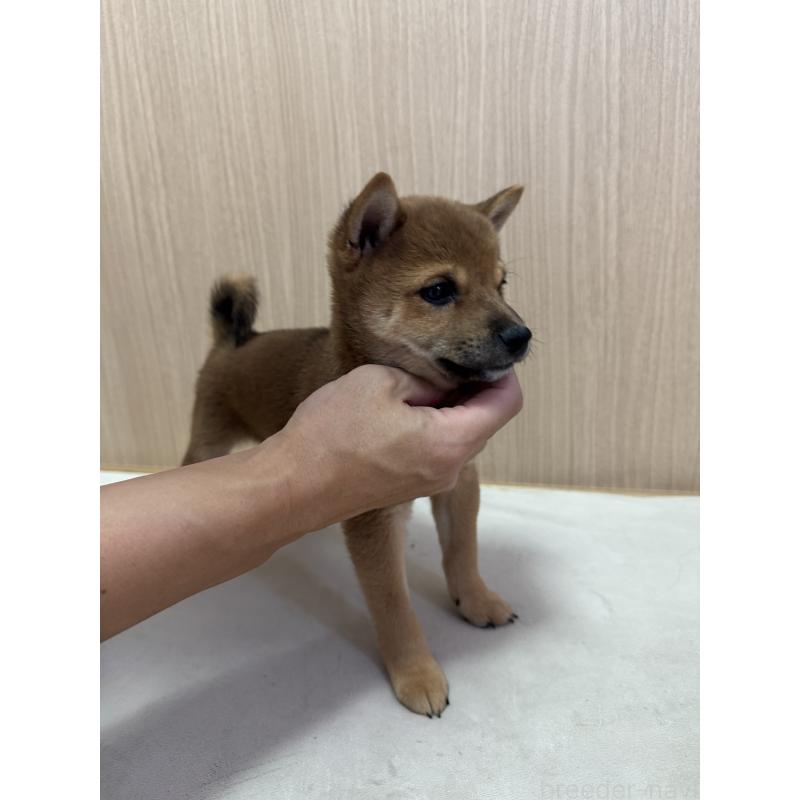 販売中の東京都の豆柴-433217の6枚目