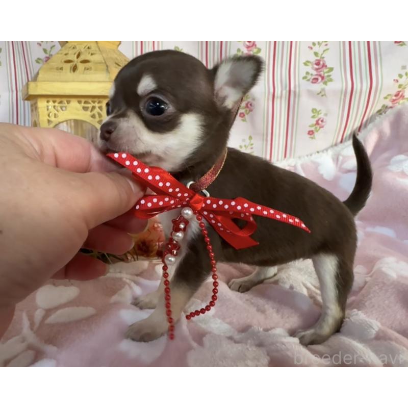 販売中の福岡県のチワワ(スムースコート)-441480の8枚目