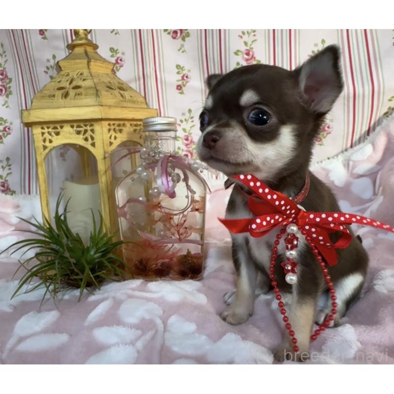 販売中の福岡県のチワワ(スムースコート)-441480の7枚目