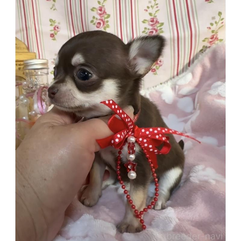 販売中の福岡県のチワワ(スムースコート)-441480の6枚目