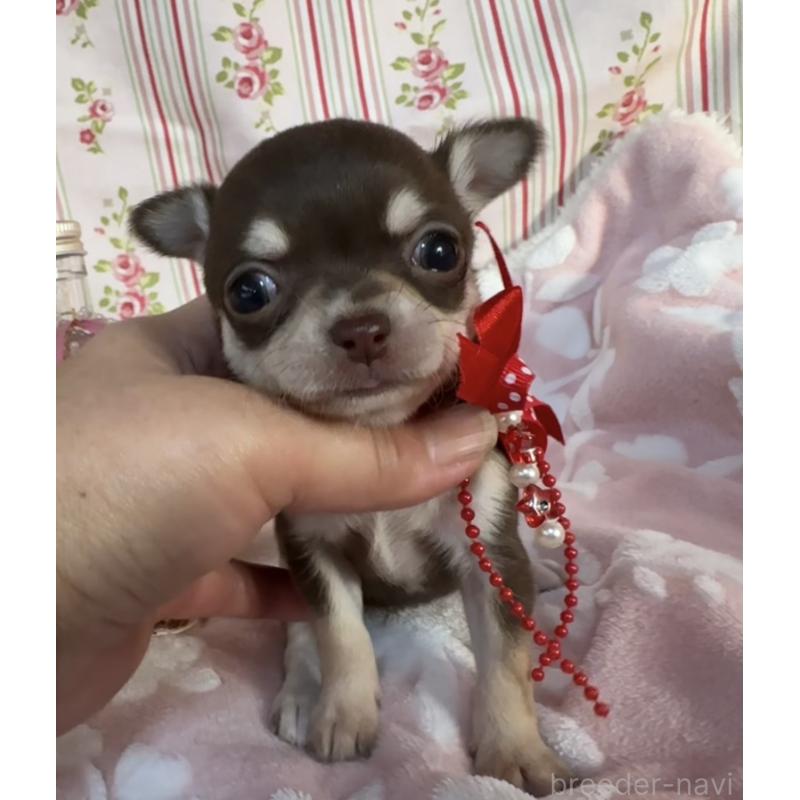 販売中の福岡県のチワワ(スムースコート)-441480の5枚目