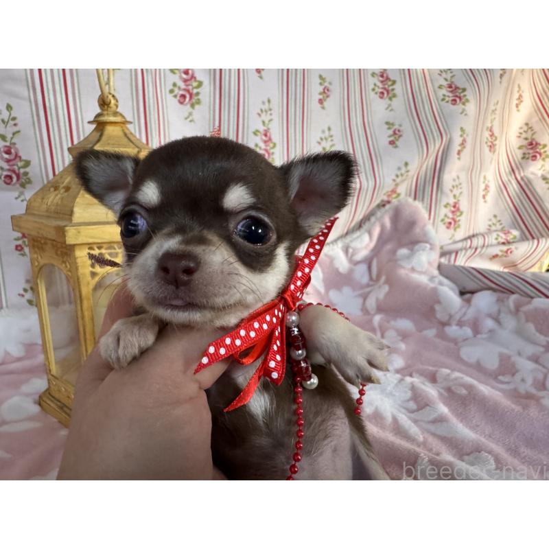 販売中の福岡県のチワワ(スムースコート)-441480の4枚目