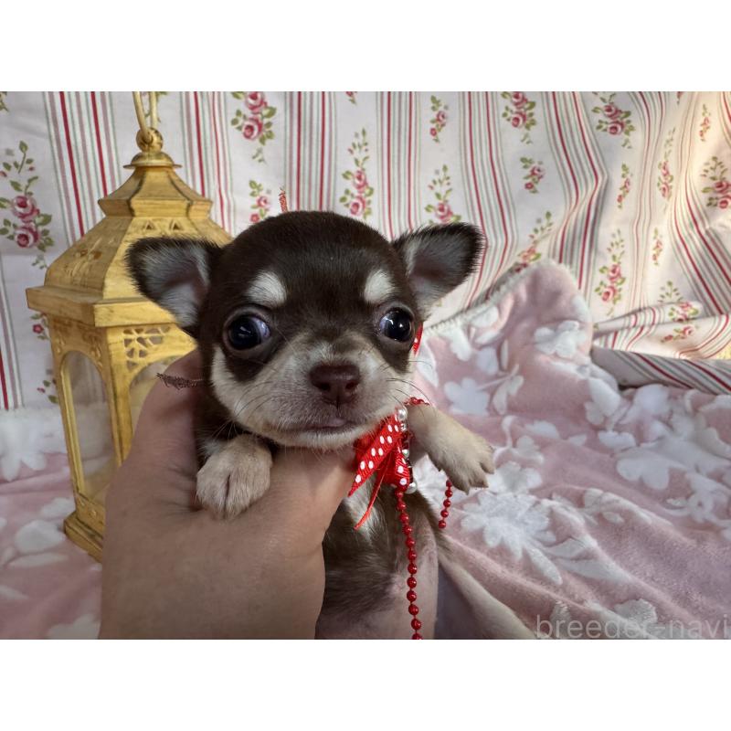 販売中の福岡県のチワワ(スムースコート)-441480の3枚目