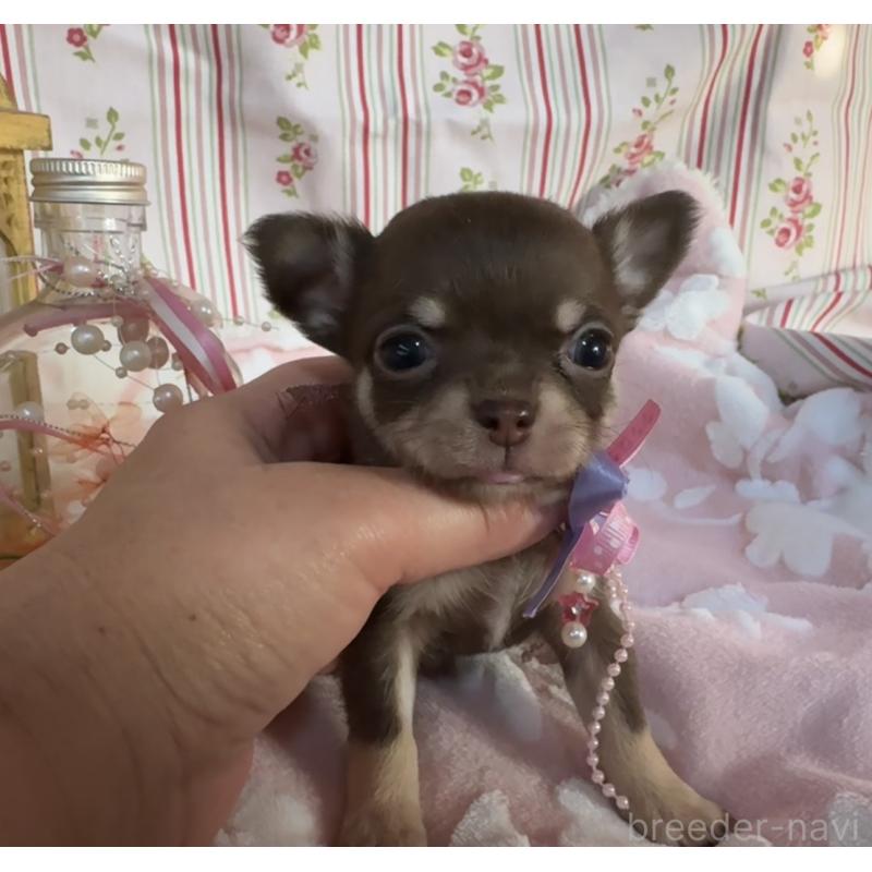 販売中の福岡県のチワワ(スムースコート)-441481の8枚目