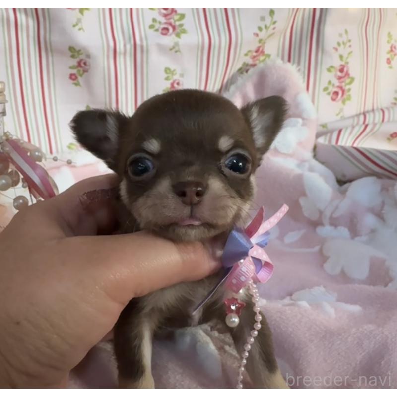 販売中の福岡県のチワワ(スムースコート)-441481