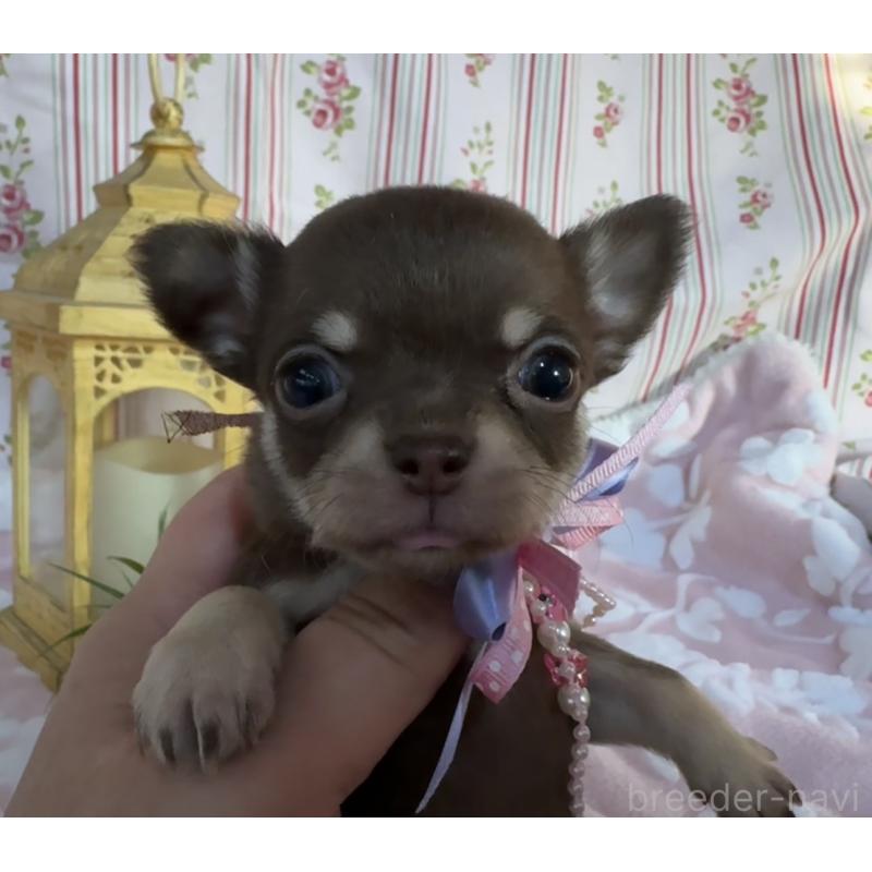 販売中の福岡県のチワワ(スムースコート)-441481の7枚目