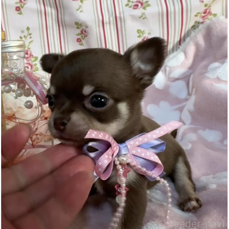 販売中の福岡県のチワワ(スムースコート)-441481の6枚目