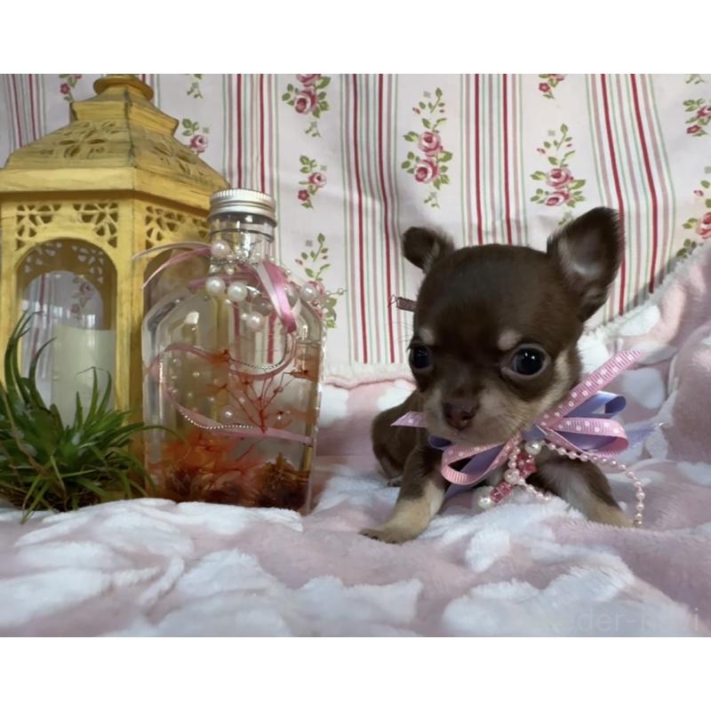 販売中の福岡県のチワワ(スムースコート)-441481の5枚目