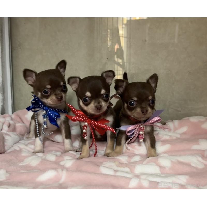 販売中の福岡県のチワワ(スムースコート)-441481の4枚目