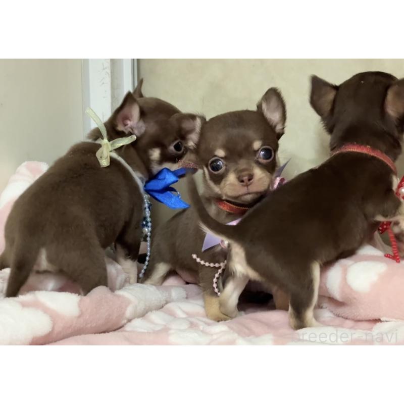 販売中の福岡県のチワワ(スムースコート)-441481の3枚目