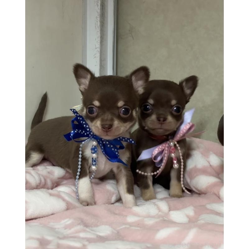 販売中の福岡県のチワワ(スムースコート)-441481の2枚目