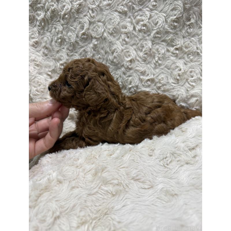 販売中の愛媛県のタイニープードル-441483の4枚目