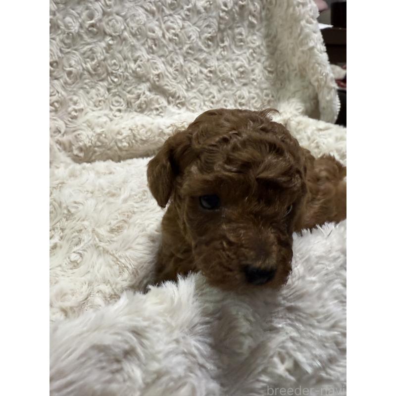 販売中の愛媛県のタイニープードル-441483の2枚目