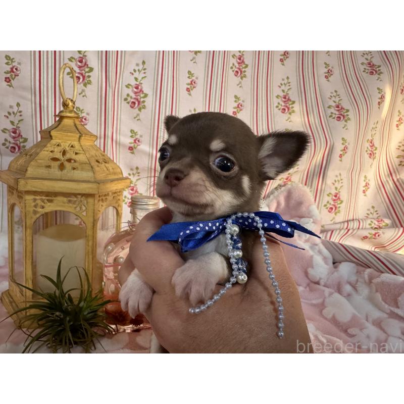 販売中の福岡県のチワワ(スムースコート)-441482の14枚目