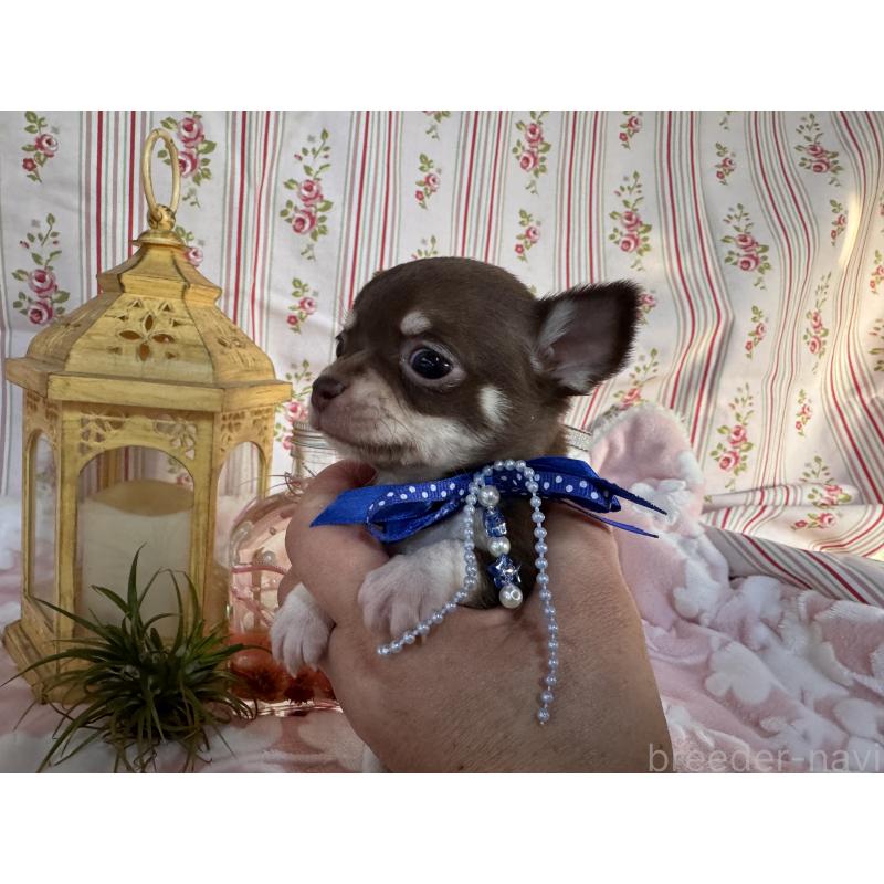 販売中の福岡県のチワワ(スムースコート)-441482の13枚目