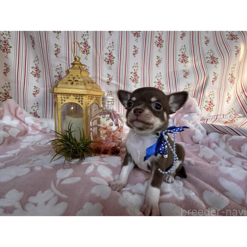 販売中の福岡県のチワワ(スムースコート)-441482の12枚目