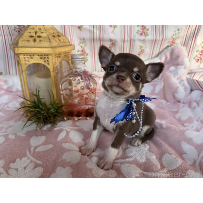 販売中の福岡県のチワワ(スムースコート)-441482の11枚目