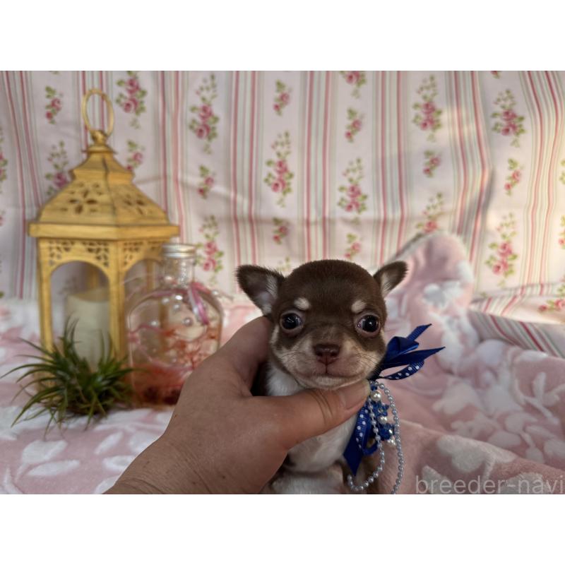 販売中の福岡県のチワワ(スムースコート)-441482の10枚目