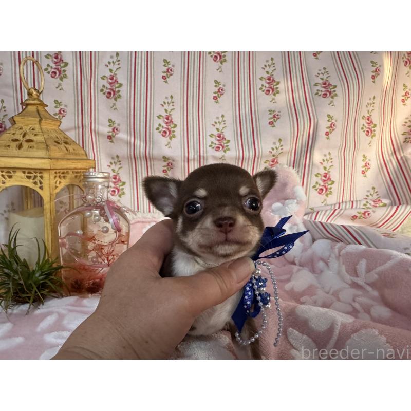 販売中の福岡県のチワワ(スムースコート)-441482の9枚目