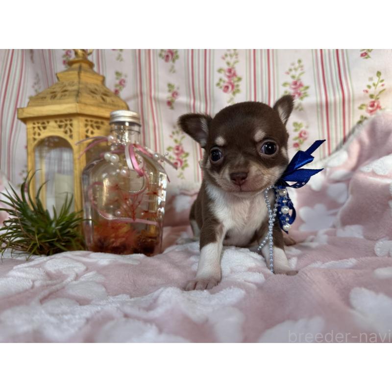 販売中の福岡県のチワワ(スムースコート)-441482の8枚目