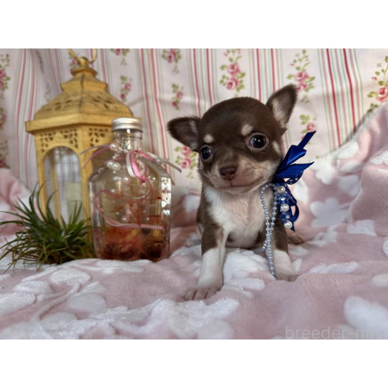 販売中の福岡県のチワワ(スムースコート)-441482の7枚目