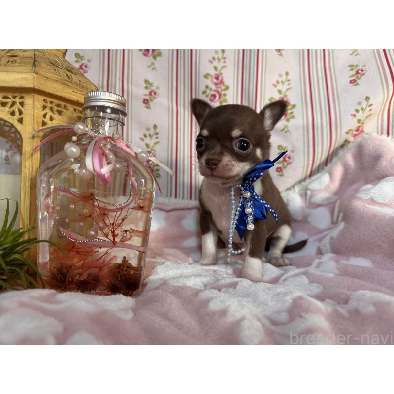 販売中の福岡県のチワワ(スムースコート)-441482の5枚目