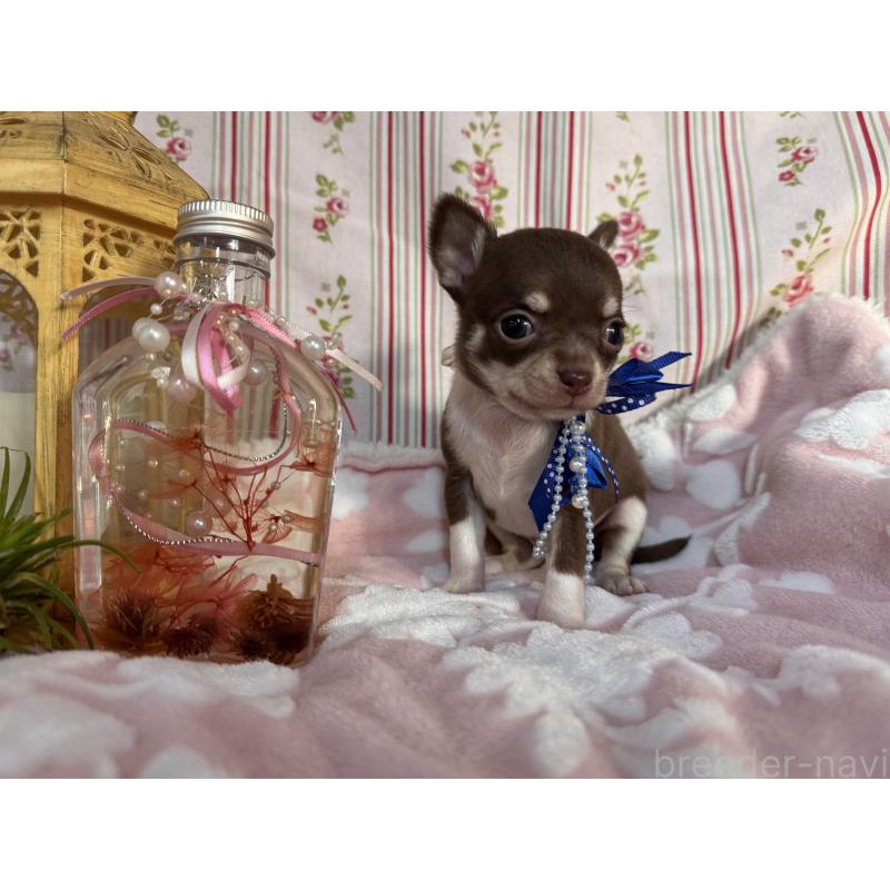 販売中の福岡県のチワワ(スムースコート)-441482の4枚目