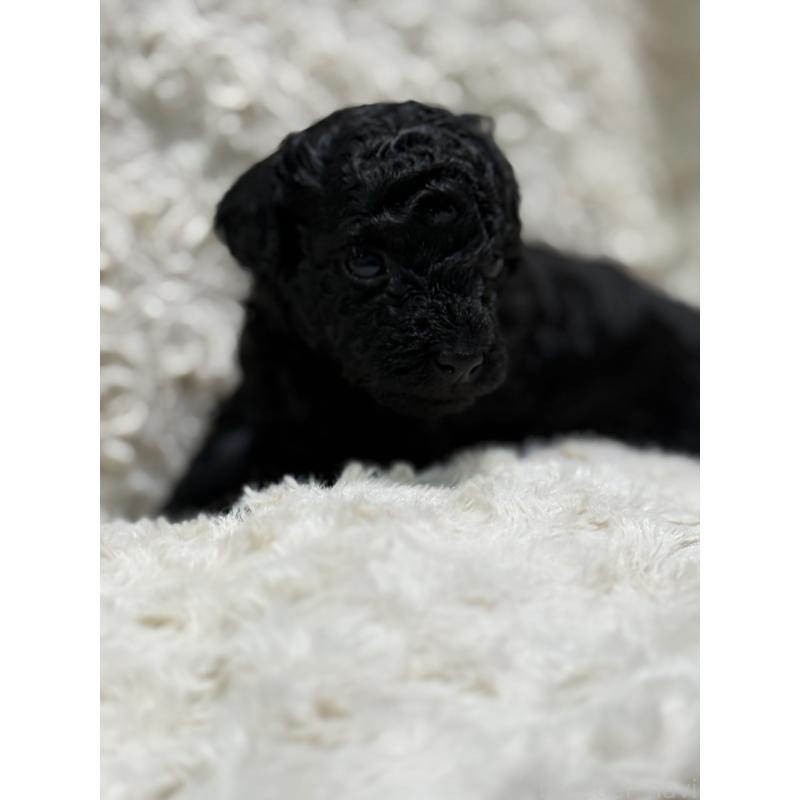 販売中の愛媛県のトイプードル-441484の2枚目